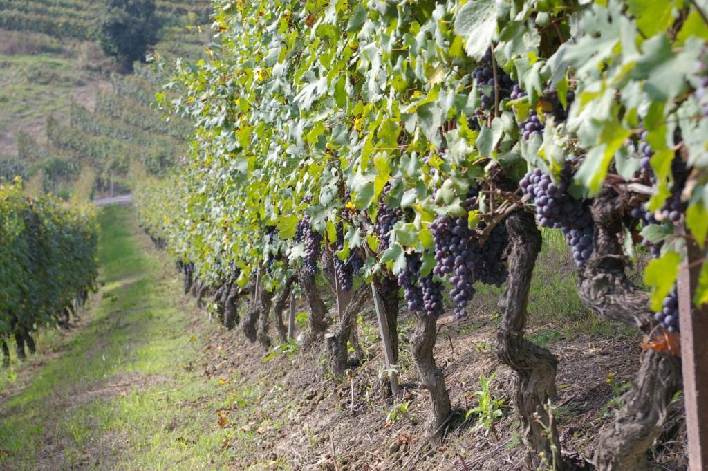 Cascina Ballarin Βίλα La Morra Εξωτερικό φωτογραφία
